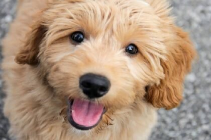 Exercise Needs of Golden Doodle, Irish Doodle, and Bernedoodle Puppies: Keeping Them Active and Engaged